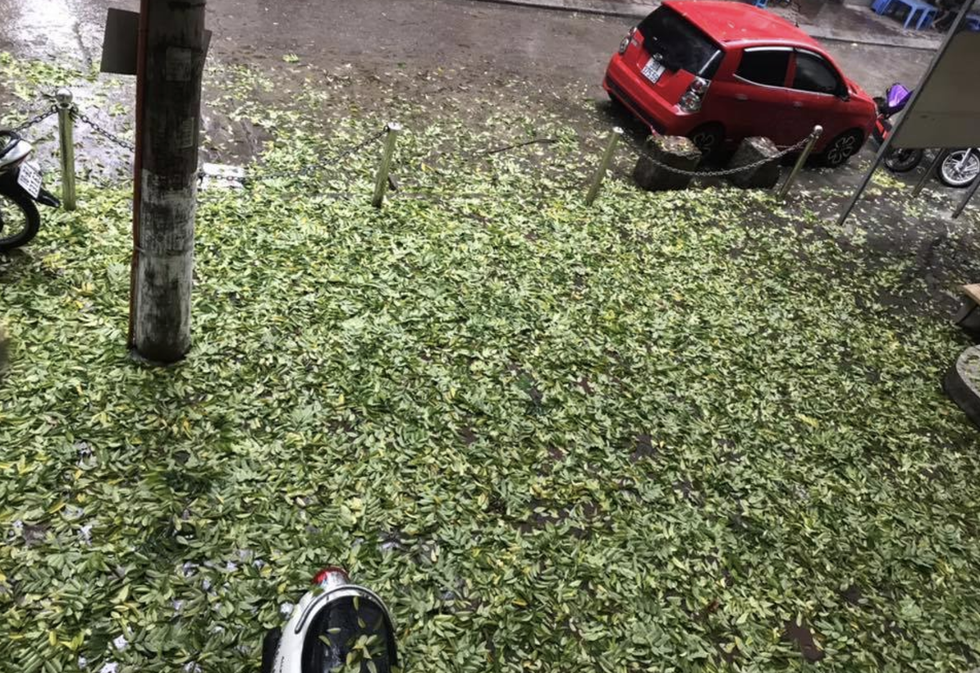 Fallen leaves fill the sidewalk.