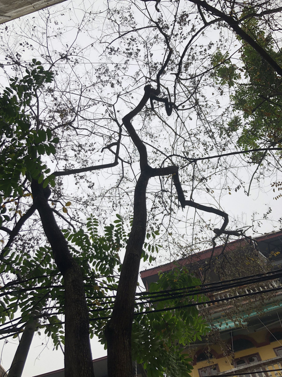 The branches are withering.