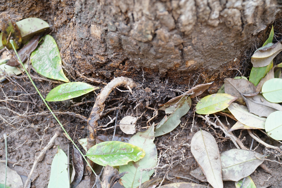 The root of an affected tree