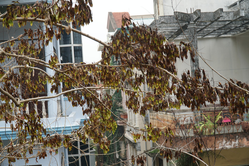 The leaves on the branches are wilting and burned.