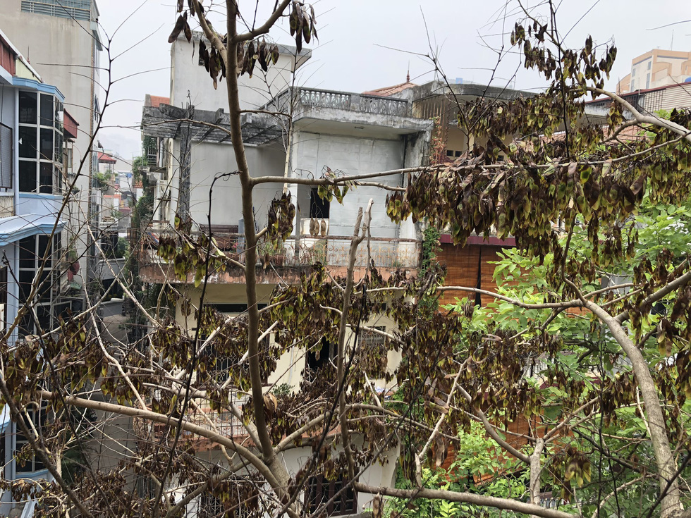 The leaves on the branches are wilting and burned.