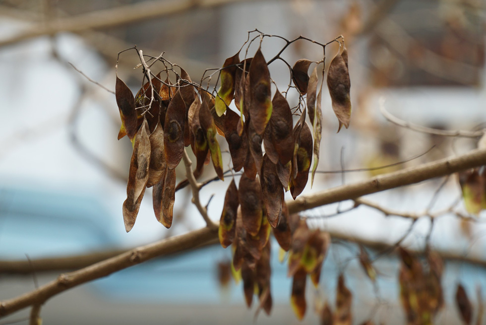 The leaves on the branches are wilting and burned.