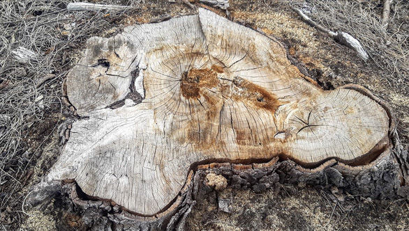 One of the chopped poplars. Photo: Oai Ngoc / Tuoi Tre