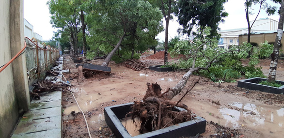 Uprooted trees in Tam Ky City, Quang Nam Province. Photo: Le Trung / Tuoi Tre