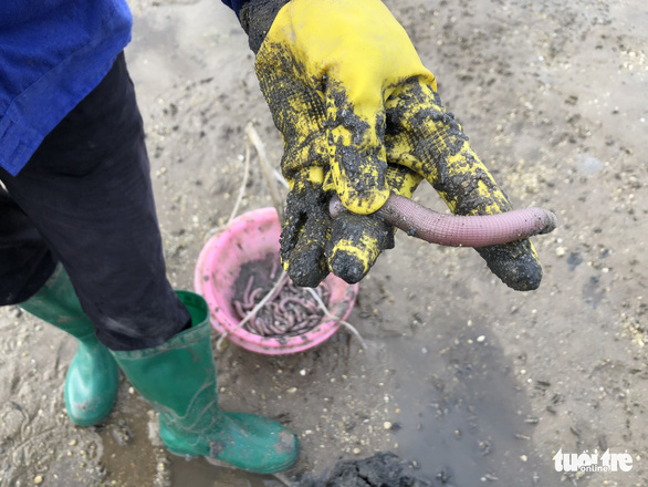 Sa sung caught on the Chuong Xa tidal flat in Van Don District, Quang Ninh Province, Vietnam. Photo: Quang The / Tuoi Tre