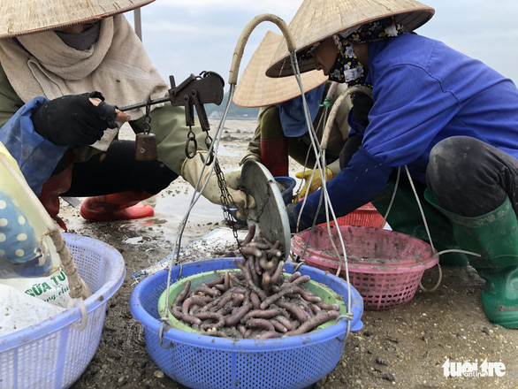 Women catch sa sung on the Chuong Xa tidal flat in Van Don District, Quang Ninh Province, Vietnam. Photo: Quang The / Tuoi Tre