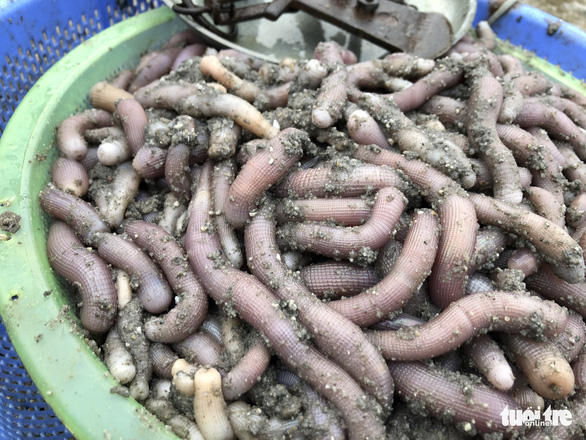 A basket of sa sung caught on the Chuong Xa tidal flat in Van Don District, Quang Ninh Province, Vietnam. Photo: Quang The / Tuoi Tre