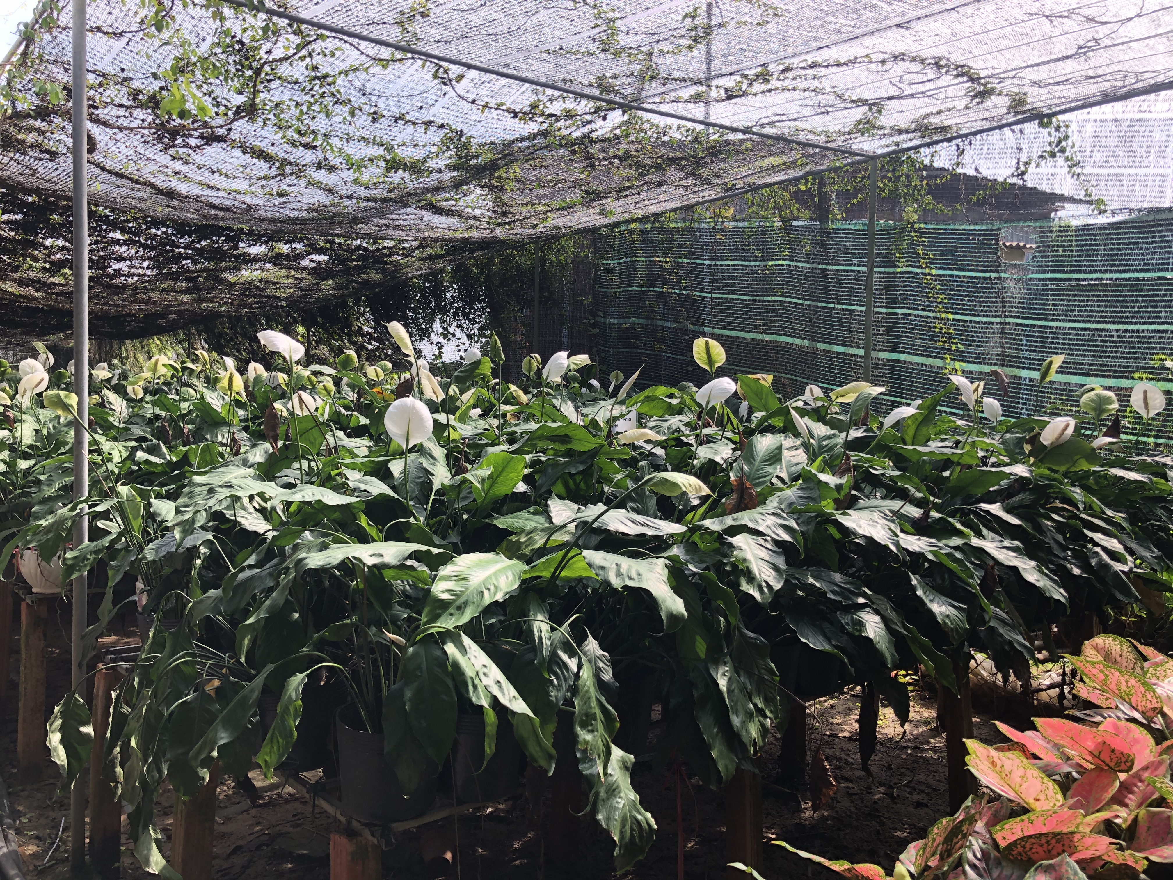 Peace lilies for New Year at the Tan Quy Dong flower neighborhood in Sa Dec City, Dong Thap Province, southern Vietnam. Photo: Hong Van