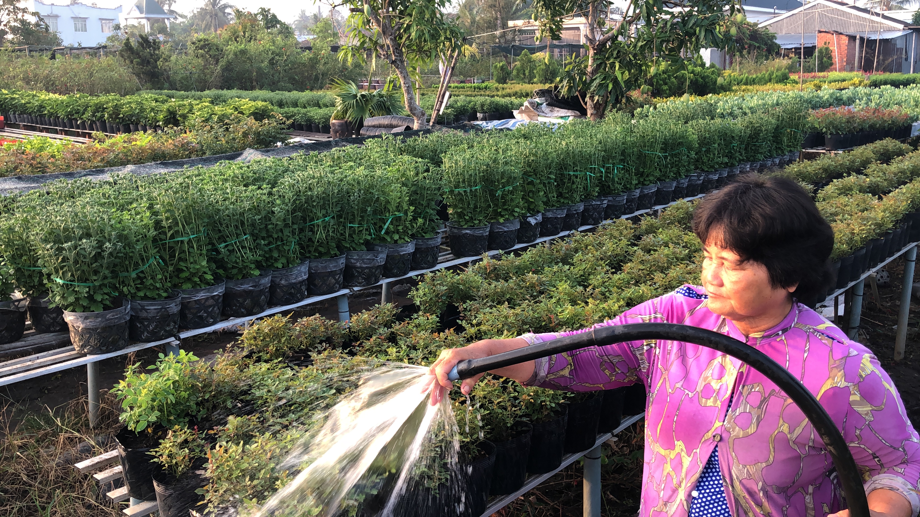 A villager waters her the plants at the Tan Quy Dong flower neighborhood in Sa Dec City, Dong Thap Province, southern Vietnam. Photo: Hong Van