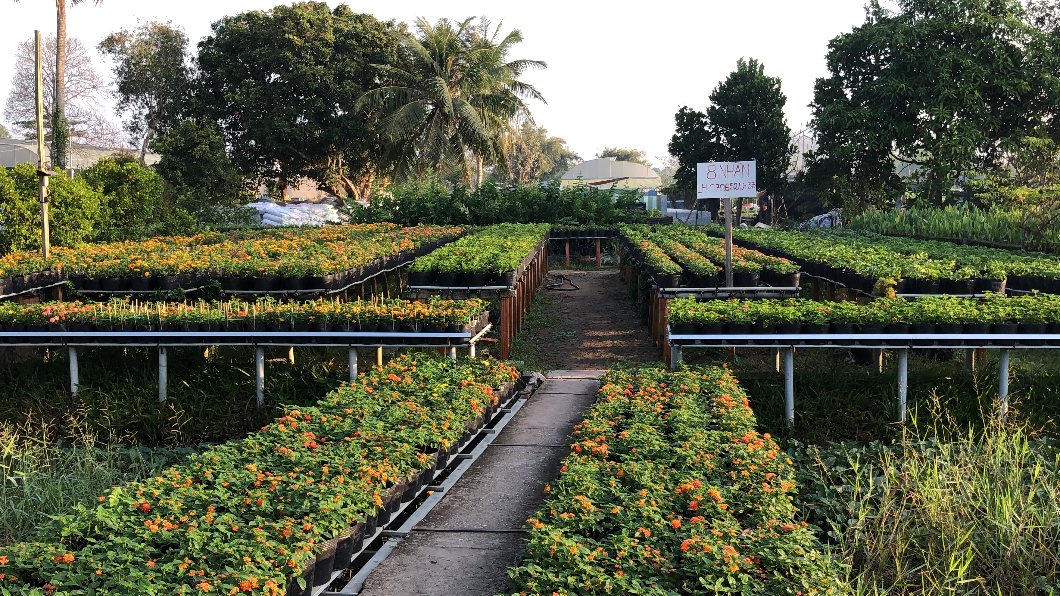Flowers for sale at the Tan Quy Dong flower neighborhood in Sa Dec City, Dong Thap Province, southern Vietnam. Photo: Hong Van