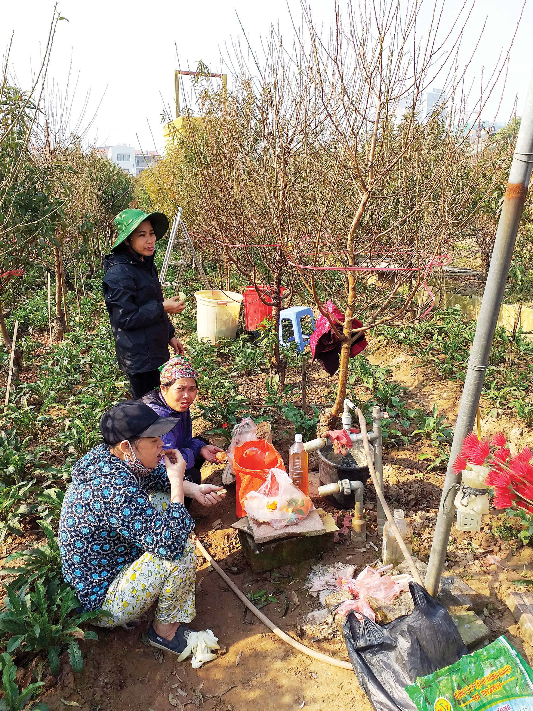 Farmers in Nhat Tan flower village eat lunch in the fields while preparing for Tet holiday. Photo: Viet Hung / Tuoi Tre