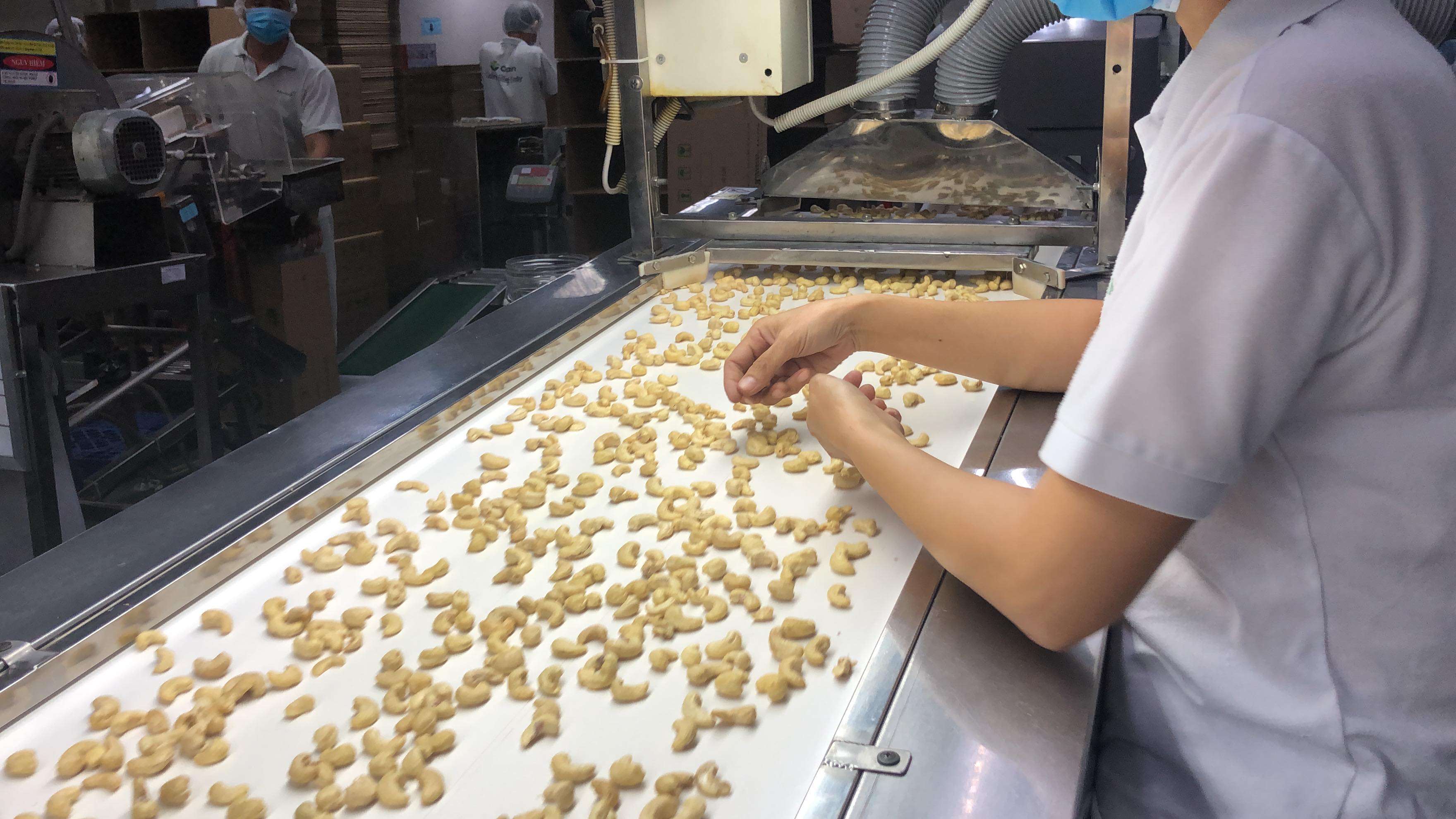 A female staff member sorts out the lower quality cashews from the carousel at Olam’s cashew factory in Dong Nai province - Photo: Hong Van