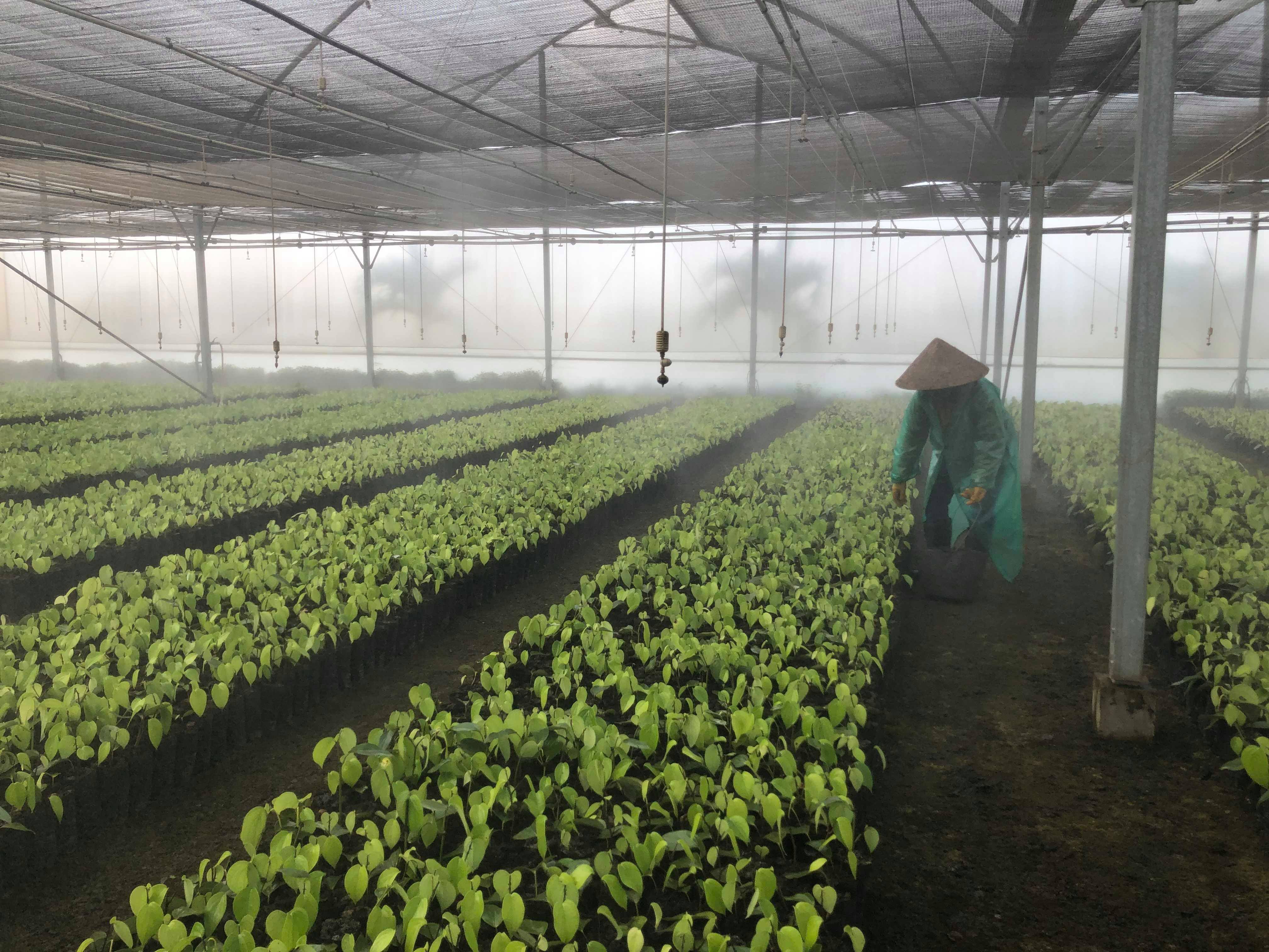  The pepper nursery in Olam’s pepper plantation at Ia Le village, Chư Pưh district in Gia Lai province - Photo: Hong Van