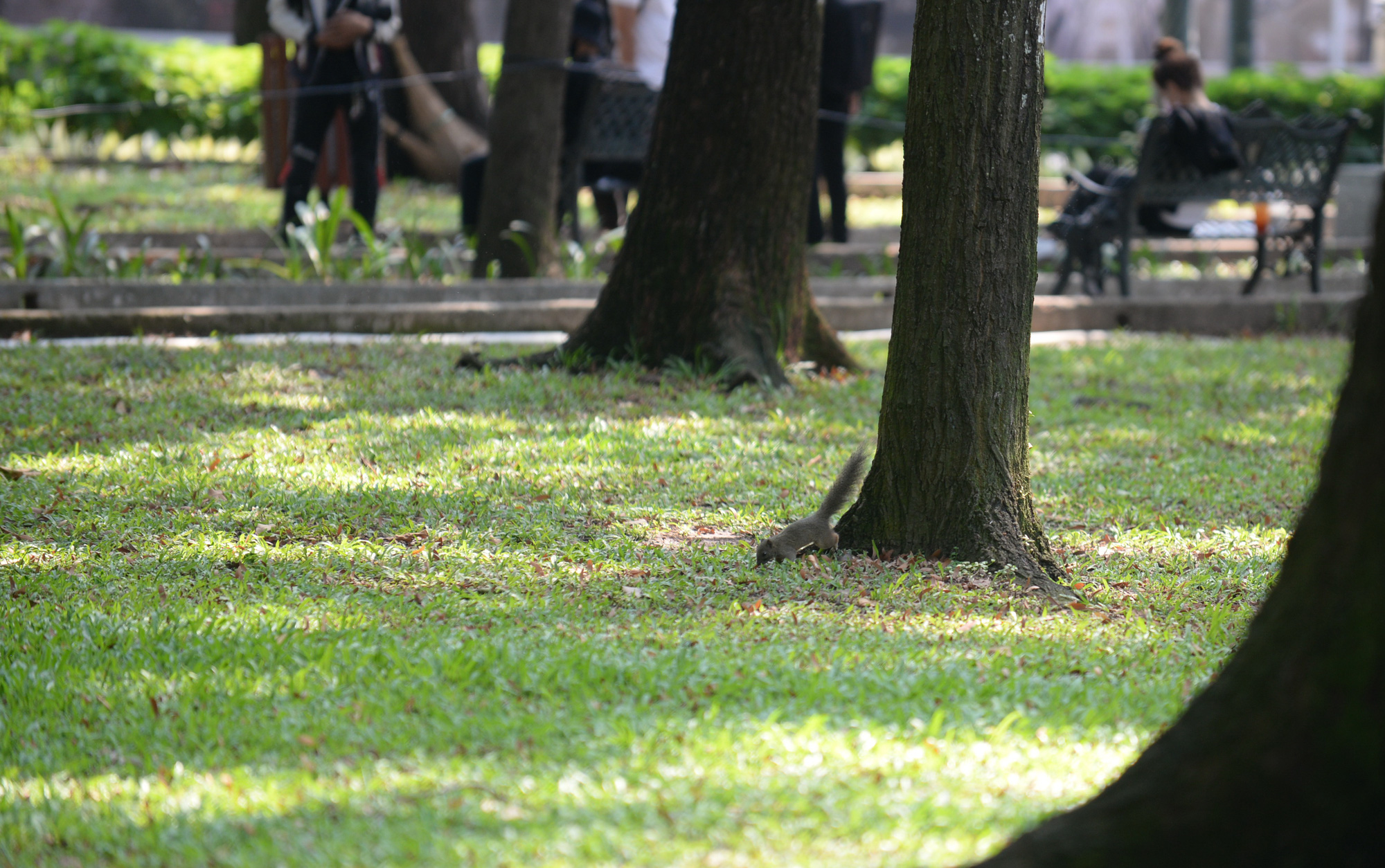 A squirrel is seen in April 30 Park in Ho Chi Minh City, Vietnam. Photo: T.T.D. / Tuoi Tre