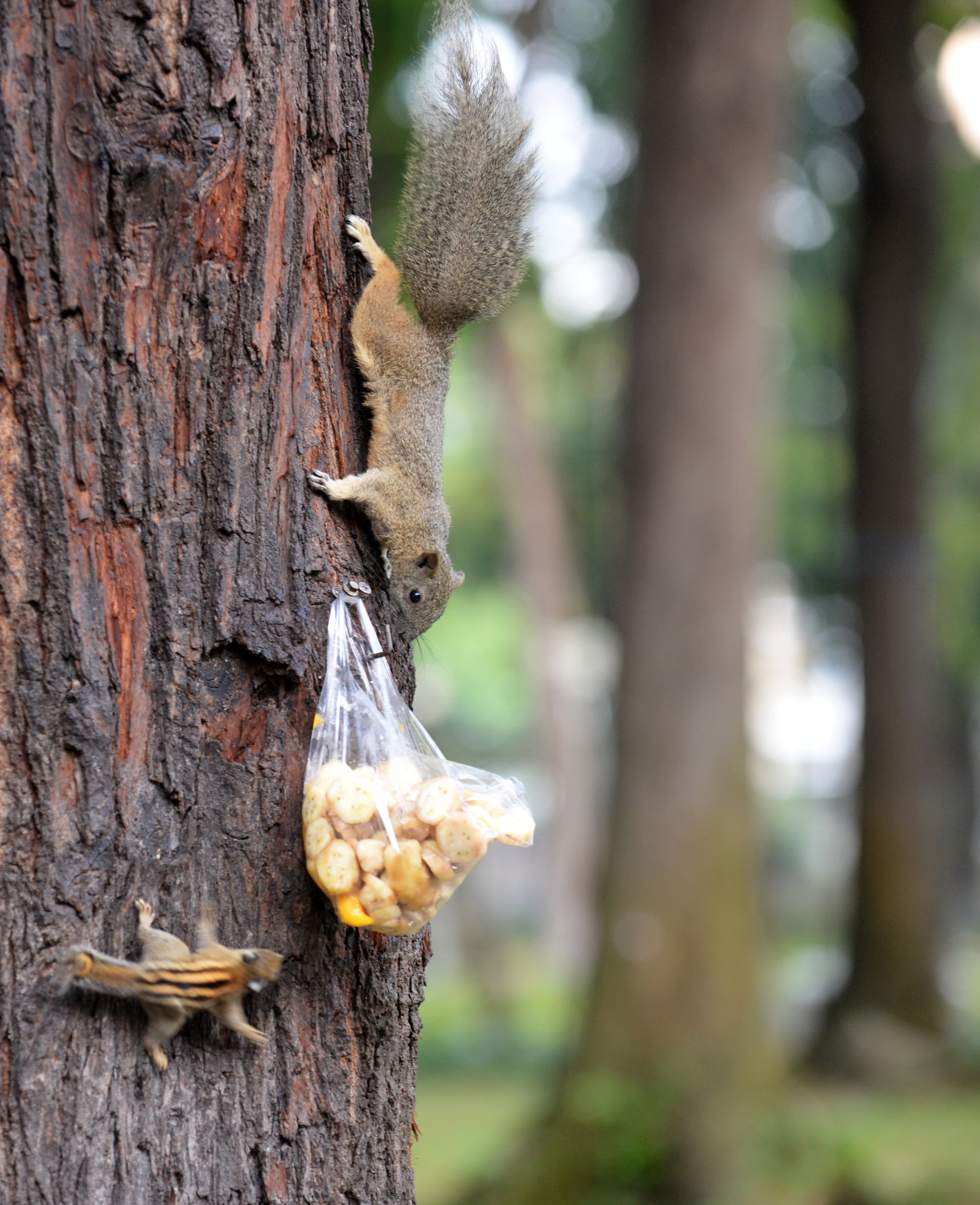 Squirrels inspect a bag of sliced banana hung on a tree in April 30 Park in Ho Chi Minh City, Vietnam. Photo: T.T.D. / Tuoi Tre