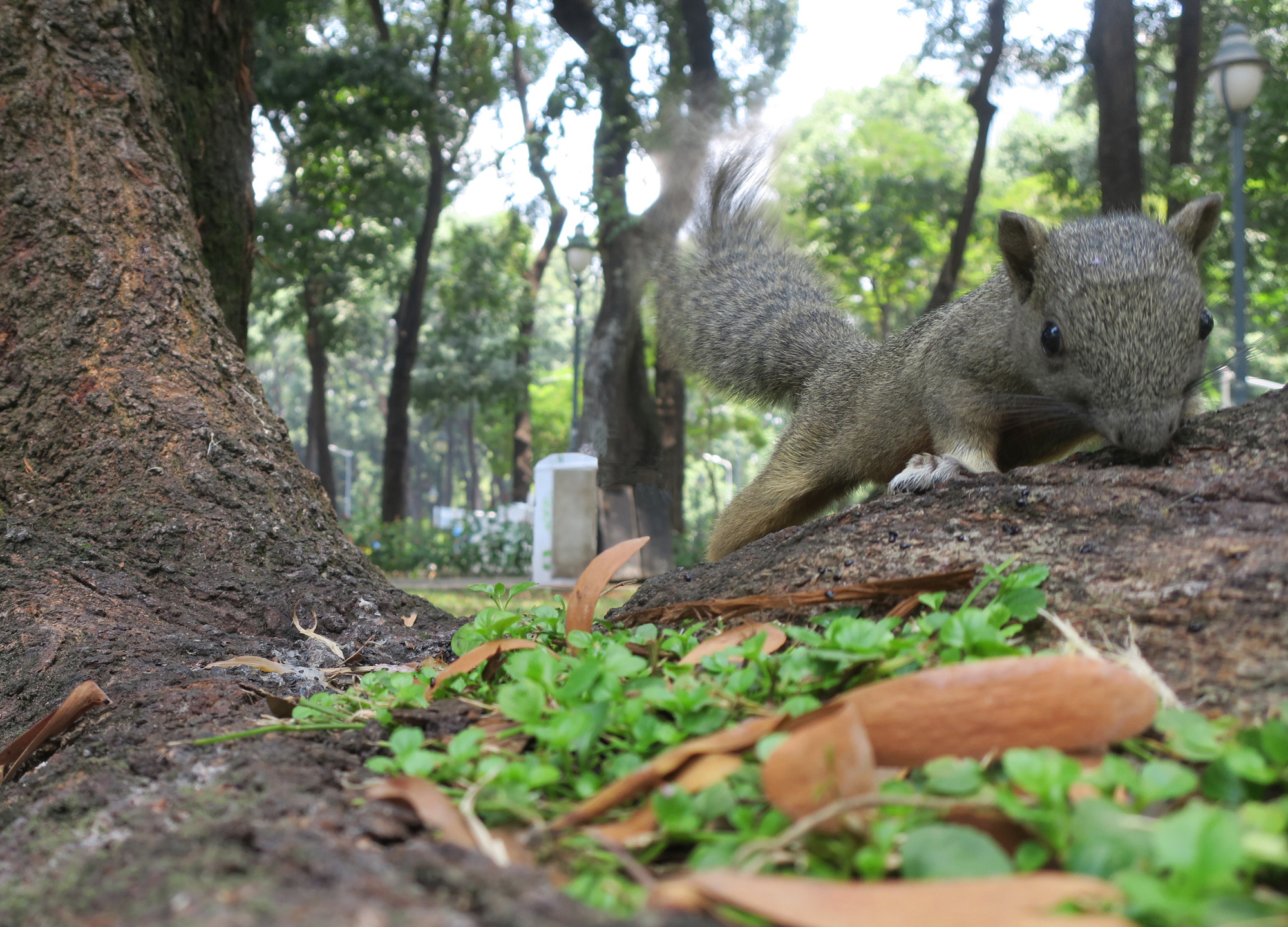 A squirrel is seen in April 30 Park in Ho Chi Minh City, Vietnam. Photo: T.T.D. / Tuoi Tre