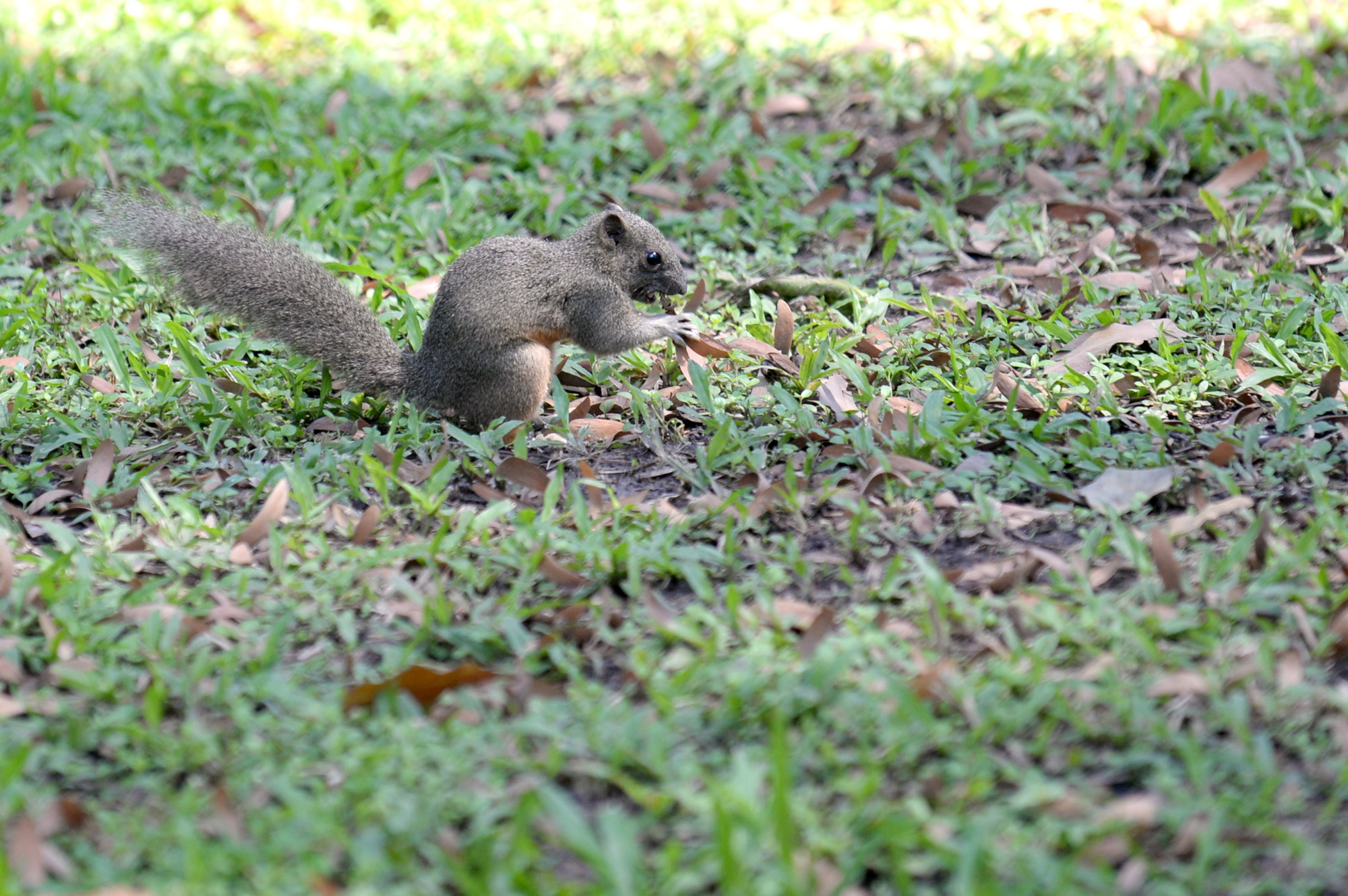 A squirrel is seen in April 30 Park in Ho Chi Minh City, Vietnam. Photo: T.T.D. / Tuoi Tre