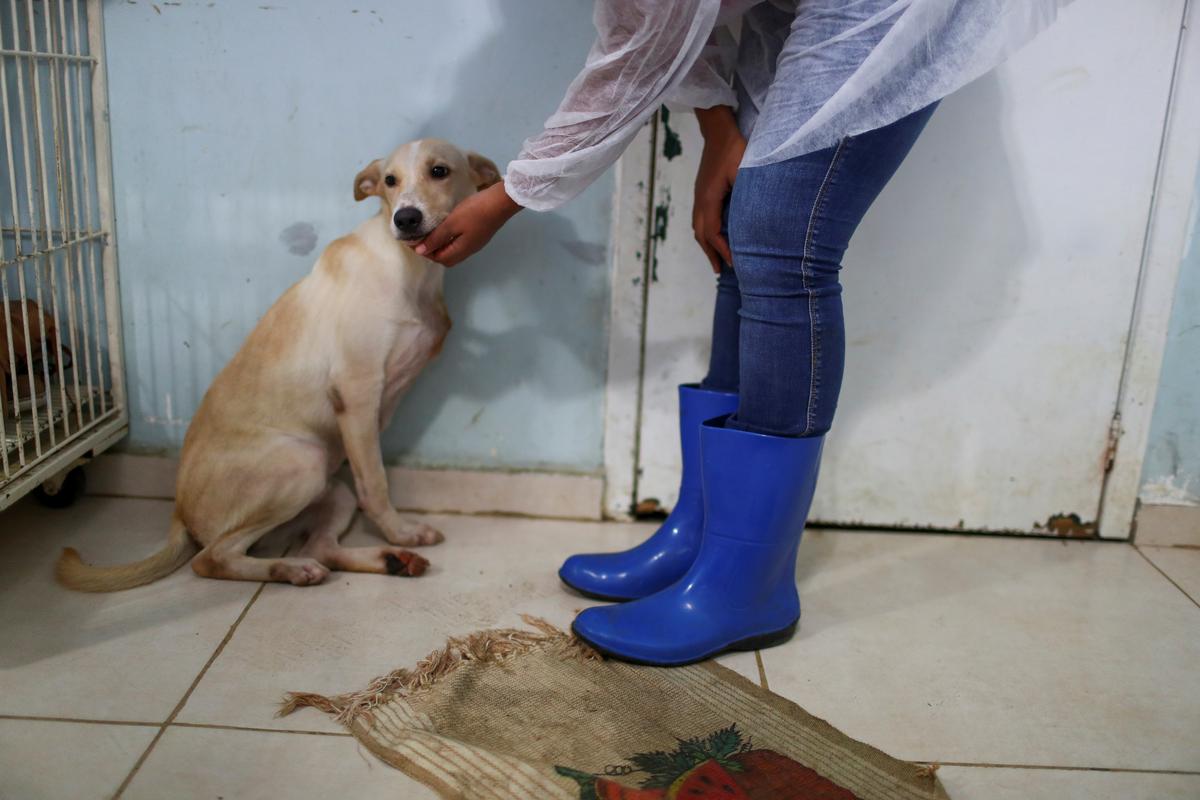 A veterinarian pets Nico at a shelter managed by the Rio de Janeiro City Hall, that launched a pet delivery campaign to find homes for abandoned animals, during the coronavirus disease (COVID-19) outbreak, in Rio de Janeiro, Brazil May 15, 2020. Photo: Reuters