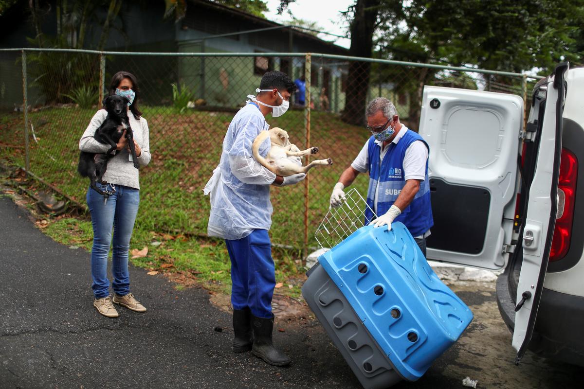 Workers carry Sansa (L) and Dorothy to a car, at a shelter managed by the Rio de Janeiro City Hall, that launched a pet delivery campaign to find homes for abandoned animals, during the coronavirus disease (COVID-19) outbreak, in Rio de Janeiro, Brazil May 15, 2020. Photo: Reuters