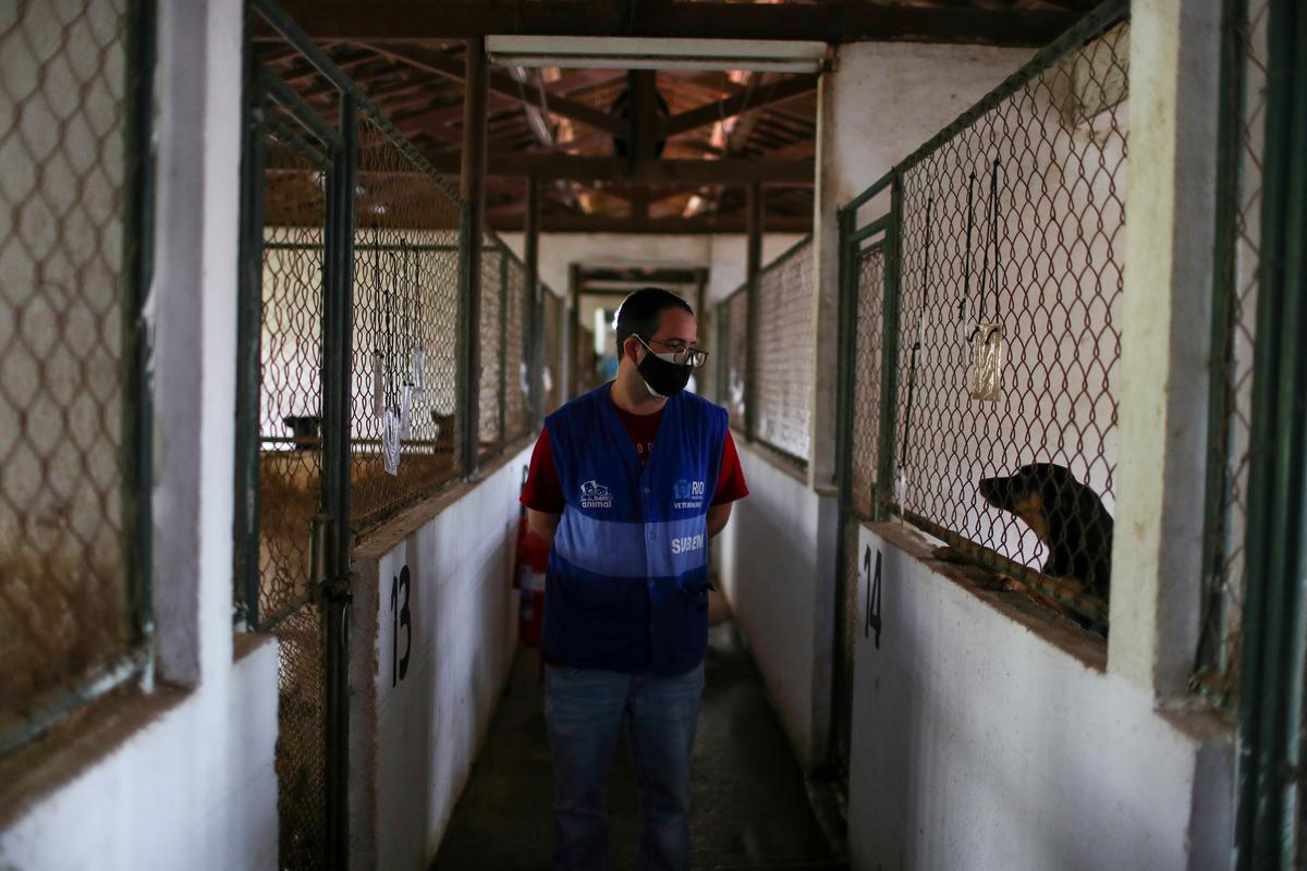 A worker walks next to dogs at a shelter managed by the Rio de Janeiro City Hall that launched a pet delivery campaign to find homes for abandoned animals, during the coronavirus disease (COVID-19) outbreak, in Rio de Janeiro, Brazil May 15, 2020. Photo: Reuters