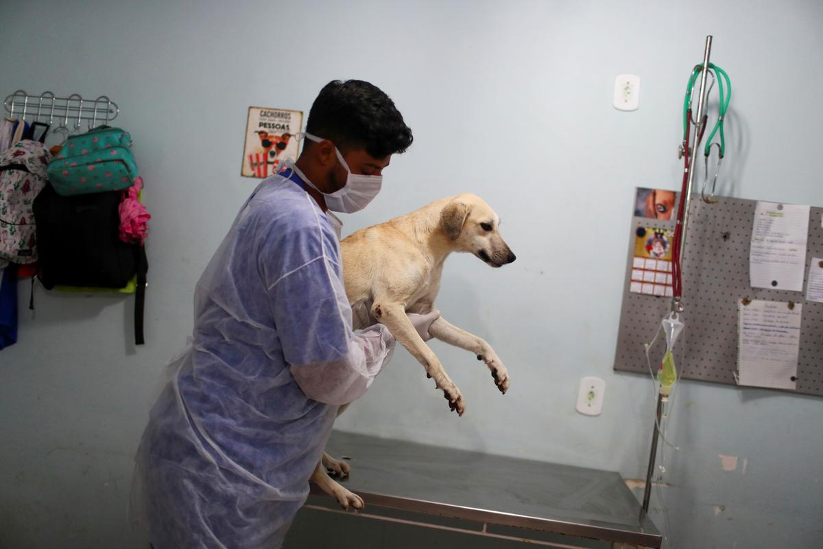 A worker carries Dorothy for her last vaccine before being adopted at a shelter managed by the Rio de Janeiro City Hall, that launched a pet delivery campaign to find homes for abandoned animals, during the coronavirus disease (COVID-19) outbreak, in Rio de Janeiro, Brazil May 15, 2020. Photo: Reuters