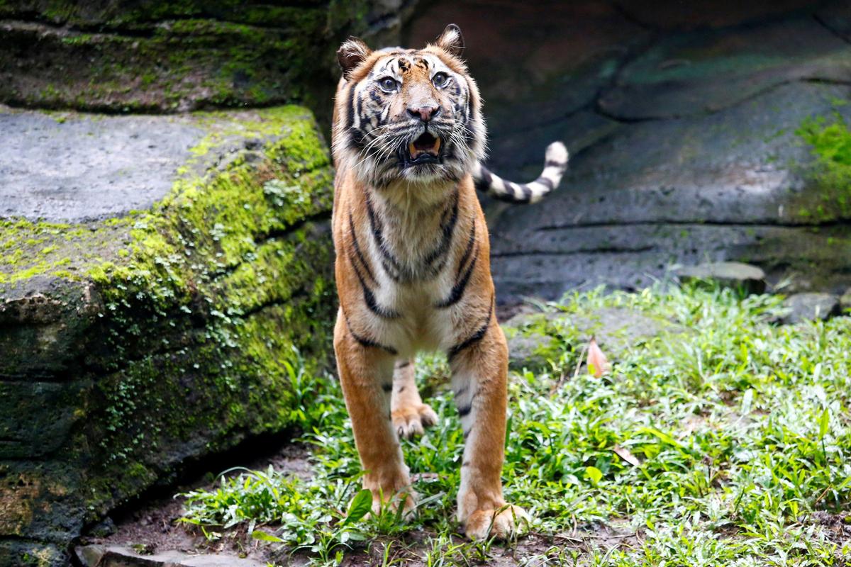 Fitri, a 19-year-old Sumatran tiger, is seen at a zoo amid the coronavirus disease (COVID-19) outbreak in Bandung, West Java Province, Indonesia, May 18, 2020. Photo: Reuters
