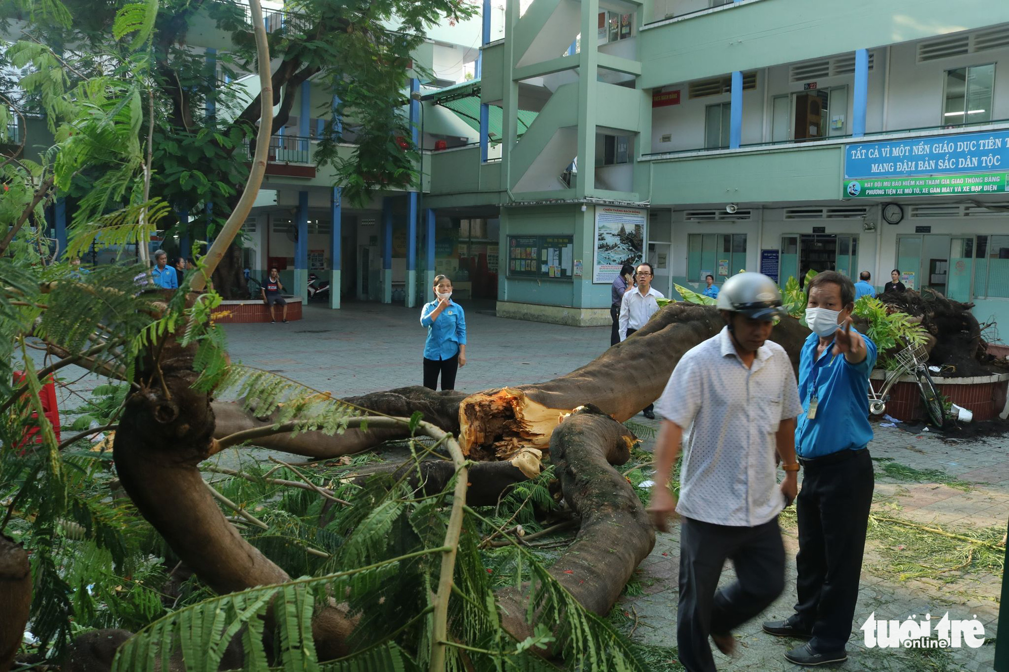 A royal Poinciana tree is uprooted on the premises of Bach Dang Middle School in District 3, Ho Chi Minh City, Vietnam, May 26, 2020. Photo: Trong Nhan / Tuoi Tre