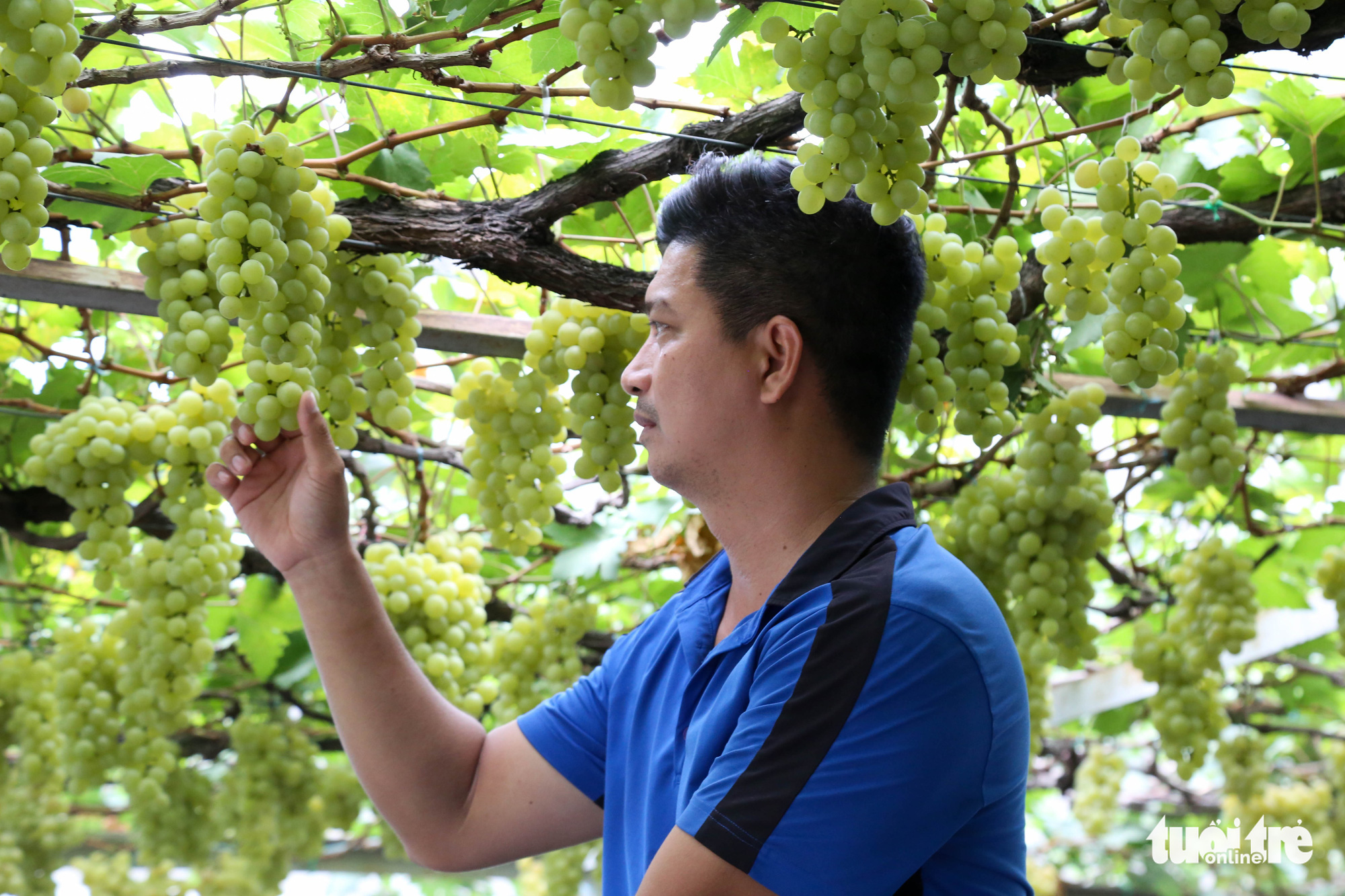 A visitor inspects a bunch of grapes at Truong Van O’s home garden in District 9, Ho Chi Minh City, Vietnam. Photo: Thao Le / Tuoi Tre