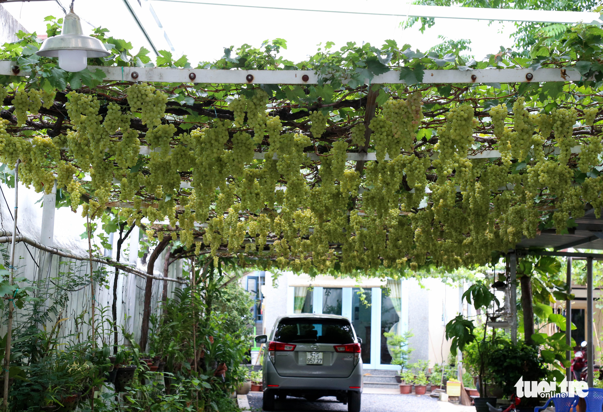 Grapevines are grown at Truong Van O’s home garden in District 9, Ho Chi Minh City, Vietnam. Photo: Thao Le / Tuoi Tre