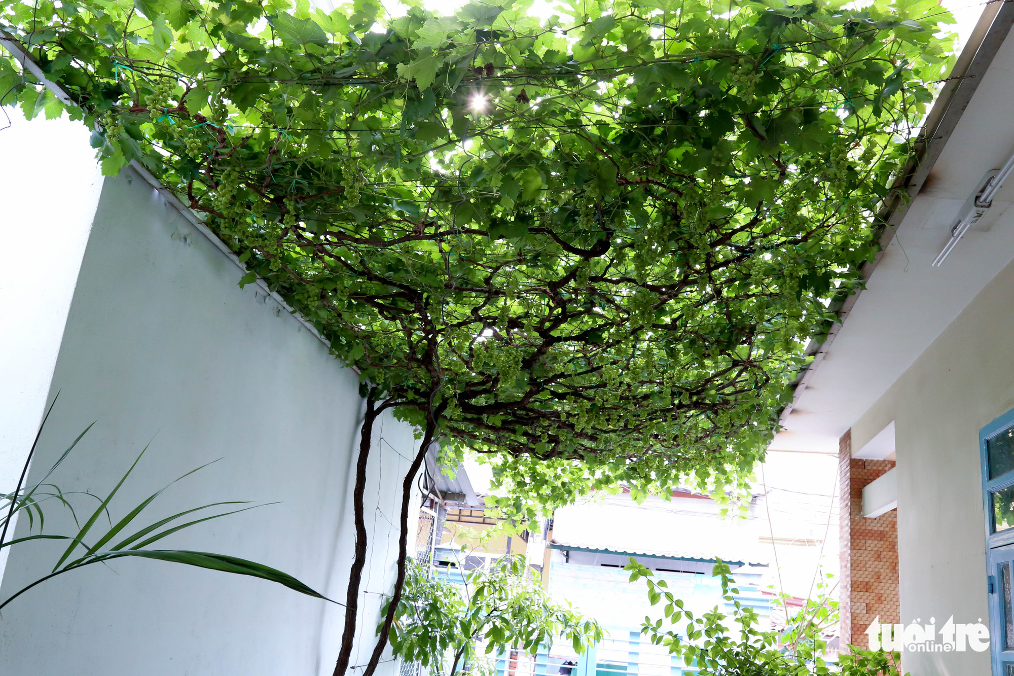 Grapevines are grown at Truong Van O’s home garden in District 9, Ho Chi Minh City, Vietnam. Photo: Thu Hien / Tuoi Tre
