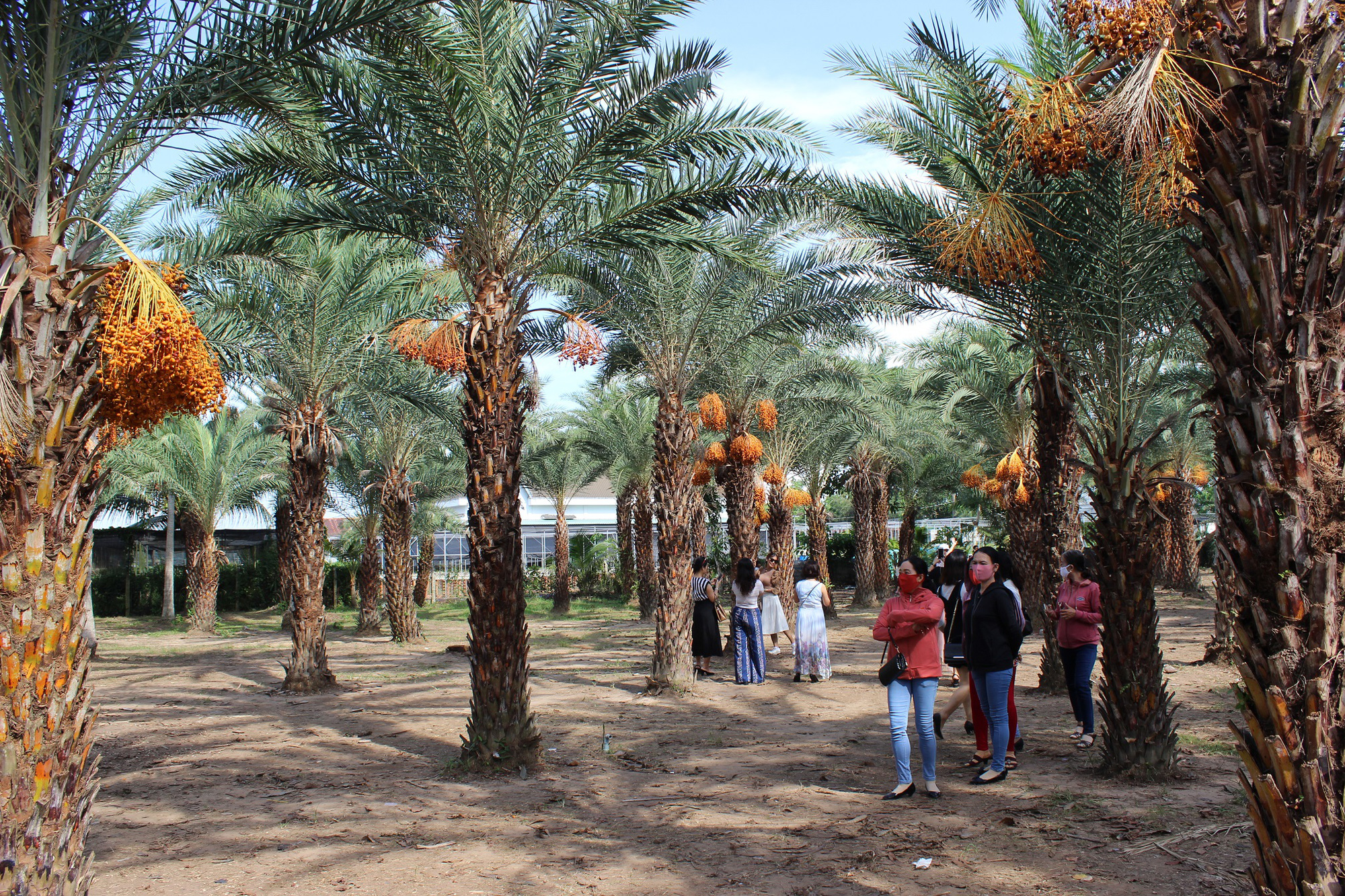 Visitors enjoy a walk among date palm trees at a garden in Sa Dec City, Dong Thap Province, Vietnam. Photo: Thai Luy / Tuoi Tre