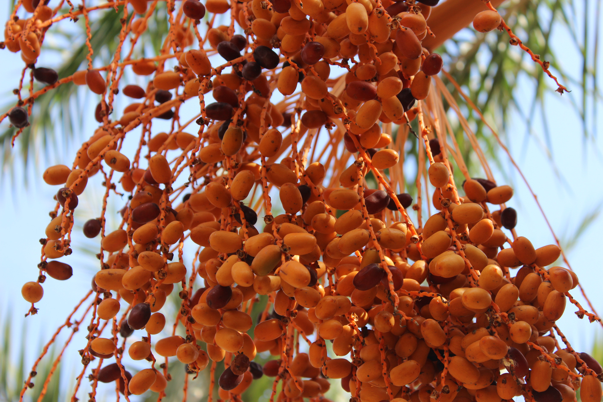 A date palm tree with many large clusters of yellow fruits at a garden in Sa Dec City, Dong Thap Province, Vietnam. Photo: Thai Luy / Tuoi Tre