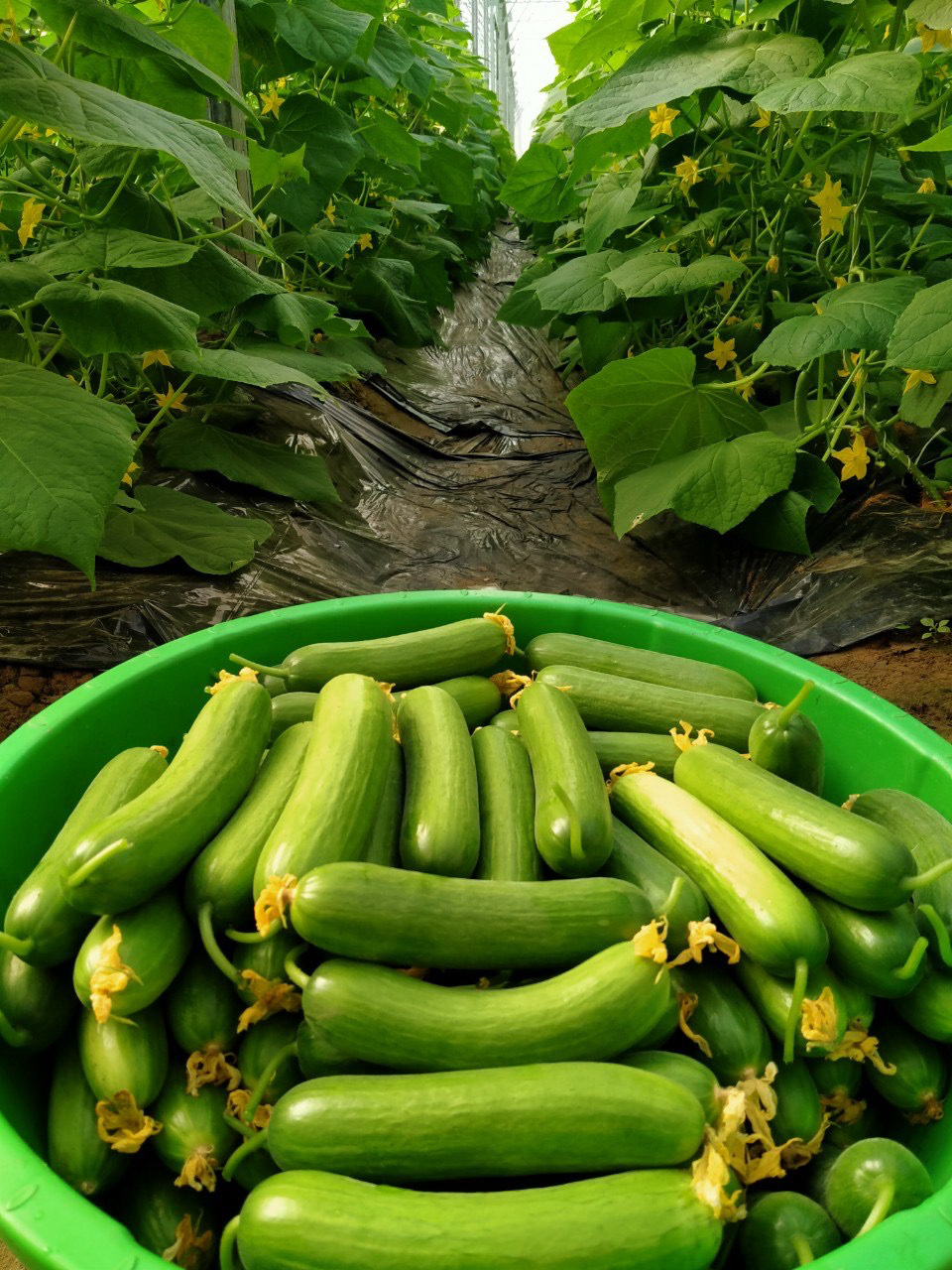 Cucumbers grown in net houses provide outstanding productivity. Harvested cucumbers are seen in this supplied photo.