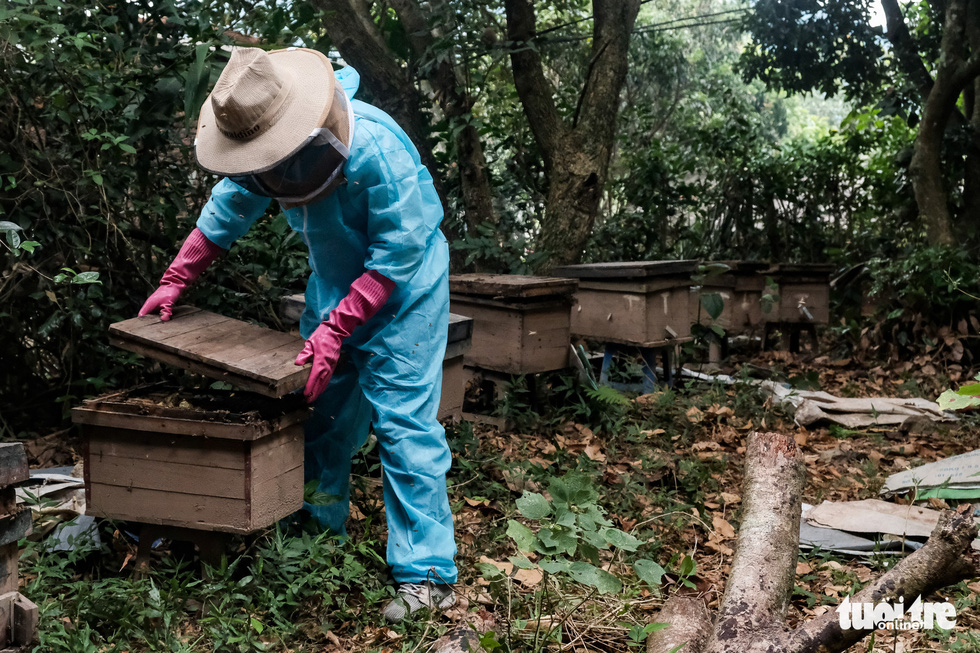 After honey is collected, empty trays are put back into beehive boxes. The job ends when the swarms settle back into their hives. Photo: Mai Thuong / Tuoi Tre