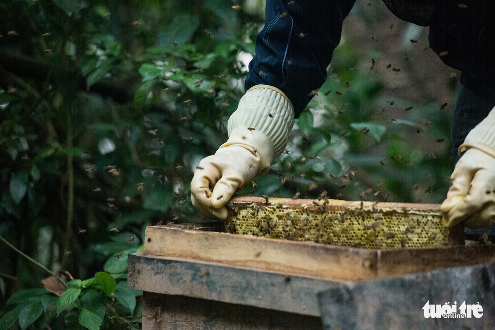 After spraying fumes, keepers remove trays of honeycomb from beehive boxes. Photo: Mai Thuong / Tuoi Tre