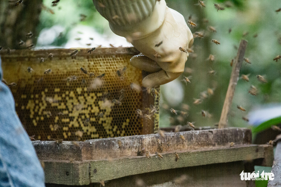 Trays are where bees build hives and produce honey. Each box can hold four or five trays which are laden with wax and fragrant, glossy honey. Photo: Mai Thuong / Tuoi Tre
