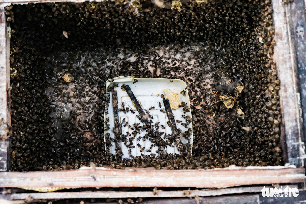 Bee swarms are thrown into ‘panic’ as the trays containing their hard-earned fruits are removed from the boxes. Photo: Mai Thuong / Tuoi Tre