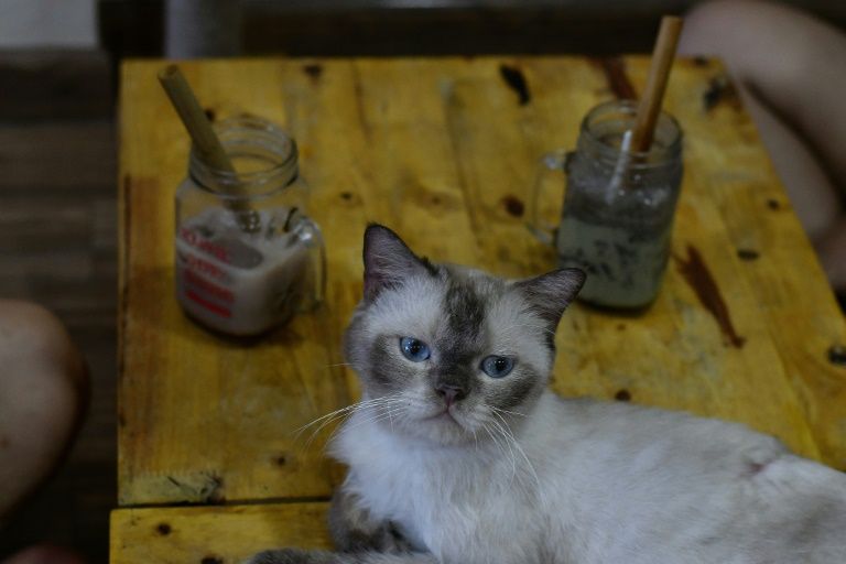 British shorthair Chien at Ngao's Home Cafe in Hanoi, Vietnam. Photo: AFP