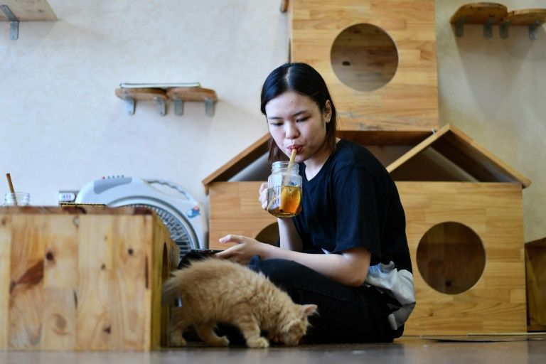A customer watches a rescued cat at Ngao's Home Cafe in Hanoi, Vietnam. Photo: AFP