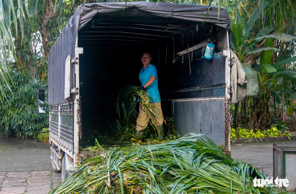 A staff unloads grass for graminivores at the Saigon Zoo and Botanical Gardens in Ho Chi Minh City’s District 1 on August 7, 2020. Photo: Chau Tuan/ Tuoi Tre