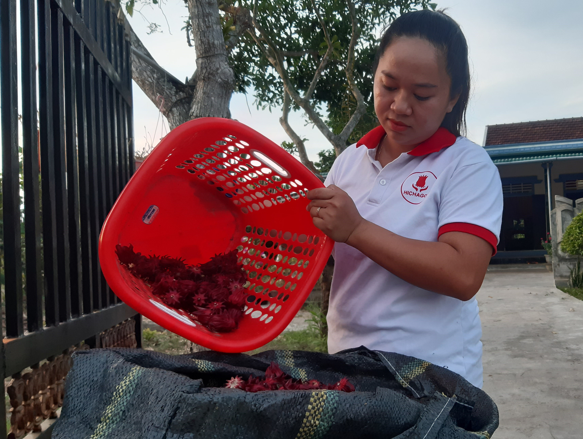Nguyen Thi Thu Hien selects red artichoke flowers at her processing facility Hichagol, based in Phong An Commune in Phong Dien District, located in Thua Thien-Hue Province in north-central Vietnam. Photo: Duc Tai / Tuoi Tre
