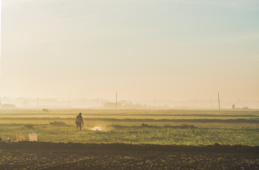 A farmer works under morning lights on a field in Ho Chi Minh City’s Hoc Mon District. Photo: Vo Hung Manh