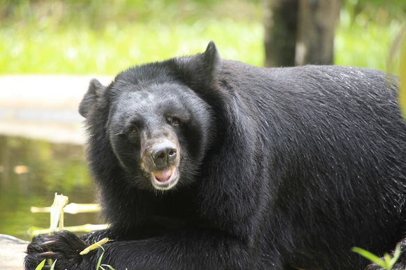 A rescued Asian black bear is revitalized in this photo.