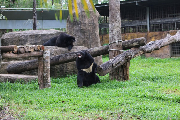 Two Asian black bears are shown in their new habitat in this photo taken at Vinpearl Safari Phu Quoc.