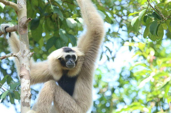 This image shows a primate at Vinpearl Safari Phu Quoc.