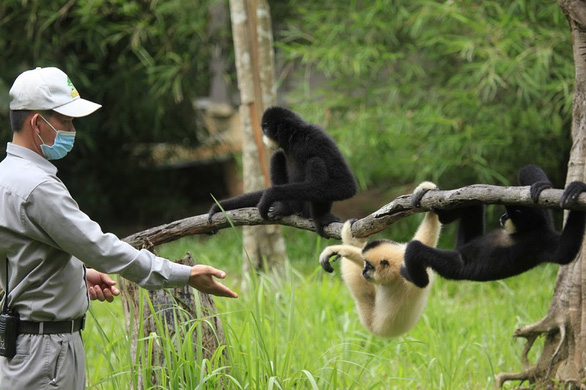 An employee of Vinpearl Safari Phu Quoc interacts with some of the primates.