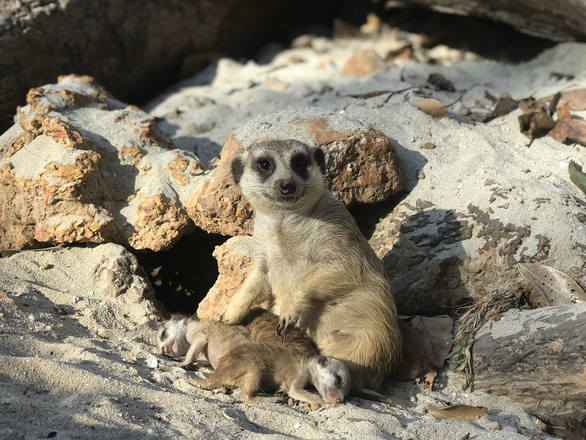 Critters are seen in this photo taken at Vinpearl Safari Phu Quoc.