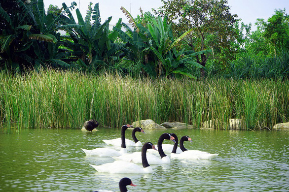 A bevy of black-necked swans is pictured in this photo taken at River Safari Nam Hoi An.