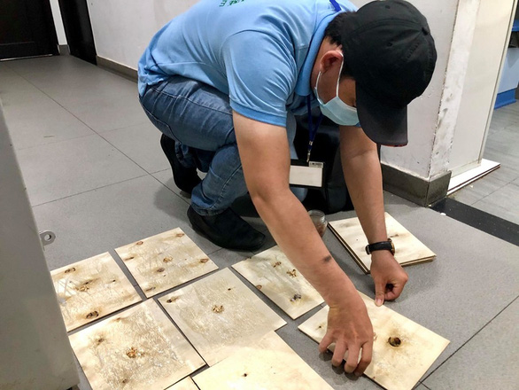 A rat hunter is carefully placing a series of sticky flat board traps on the floor where rats are supposed to move around frequently inside a restaurant in District 5, Ho Chi Minh City. Photo: Tuoi Tre