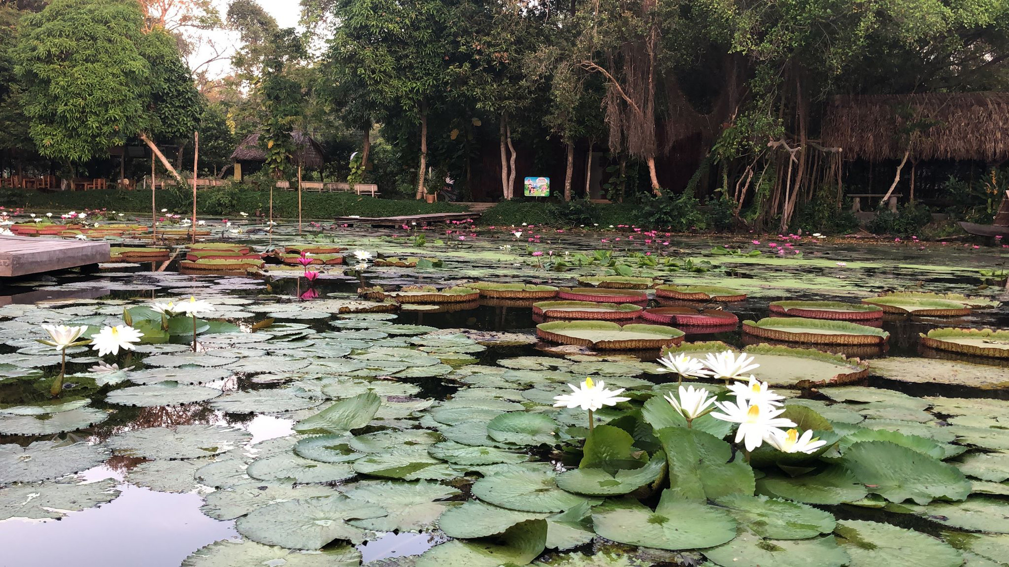 Dong Thap deserves title of Vietnam's magical 'land of the lotus'